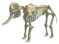 Elephant Skeleton animal anatomy 3D rendering