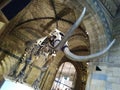Elephant skeleton museum beautiful day United Kingdom,