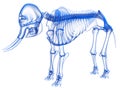 Elephant Skeleton Transparent 3D rendering