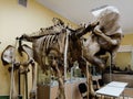 Elephant skeleton