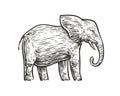 Elephant sketch. Animal hand drawn vintage vector illustration