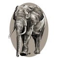 Elephant sketch graphics vector