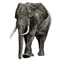 Elephant sketch graphics vector