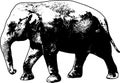 elephant sketch illustration