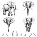 Elephant sketch vector icon set