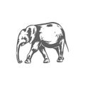 Elephant Sketch Vector Illustration.