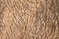 Elephant skin