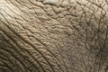 Elephant skin