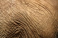 Elephant Skin 3 Royalty Free Stock Photo