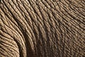 Elephant skin Royalty Free Stock Photo