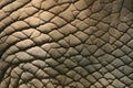 Elephant Skin