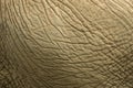 Elephant Skin Royalty Free Stock Photo