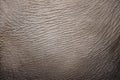 Elephant Skin Hide Leather Closeup Royalty Free Stock Photo