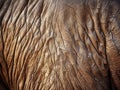 Elephant skin