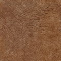 Elephant skin seamless natural texture Royalty Free Stock Photo