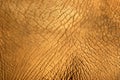 Elephant skin texture Royalty Free Stock Photo