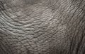 Elephant skin texture