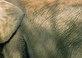 Elephant skin texture