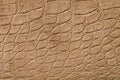 Elephant skin texture close up Royalty Free Stock Photo