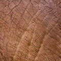 Elephant skin texture Royalty Free Stock Photo