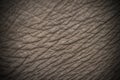 Elephant skin texture Royalty Free Stock Photo