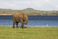 Elephant and small bird Royalty Free Stock Photo