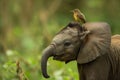 An elephant with a small bird perched on its head stands amidst lush greenery, unique wildlife interaction. unexpected Royalty Free Stock Photo