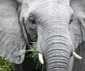 Elephant with small tusks eats a bunch of grass close-up