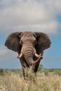 Elephant in South Africa Royalty Free Stock Photo