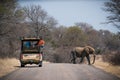 Elephant in South Africa`s Kruger National Park