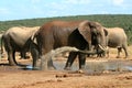 Elephant splashing water at Addo National Elephant Park