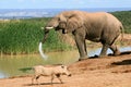 Elephant splashing water at Addo National Elephant Park