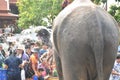 elephant splashing water between tourist in Songkarn festival