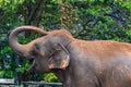 Elephant spraying dirt