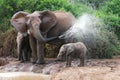 Elephant Spraying Water