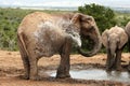 Elephant Spraying Water Royalty Free Stock Photo