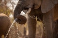 An elephant spraying water out of its trunk