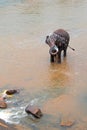 Elephant spraying water while in river in Ceylon