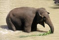 Elephant, Sri Lanka Royalty Free Stock Photo