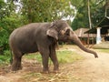 Elephant, Sri Lanka Royalty Free Stock Photo