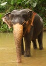 Elephant, Sri Lanka Royalty Free Stock Photo