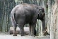 Elephant standing in bamboo enclosure