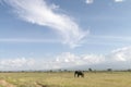 Elephant standing in the dry grassland at  Amboseli National Park, Kenya Royalty Free Stock Photo