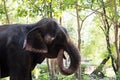 Elephant standing and eating in forest Royalty Free Stock Photo