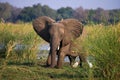 Elephant standing on the grass near river Zambezi. Zambia. Lower Zambezi National Park. Zambezi River. Royalty Free Stock Photo