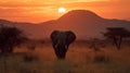 an elephant walking in the desert at sunset. Generative Ai Royalty Free Stock Photo