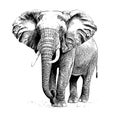 Elephant standing hand drawn engraving style sketch