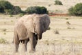 Elephant standing with his trunk curled up Royalty Free Stock Photo