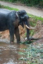 Elephant standing in river in the rain forest of Khao Sok sanctuary, Thailand Royalty Free Stock Photo