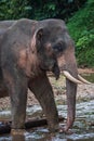 Elephant standing in river in the rain forest of Khao Sok sanctuary, Thailand Royalty Free Stock Photo